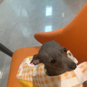 嬉皮狗（hipidog）狗狗救生衣寵物玩水衣服泰迪比熊柴犬中小型幼犬夏天游泳專用衣服 黃色 XS （建議體重1-3斤） 曬單實(shí)拍圖