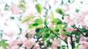 富士FUJIFILM XF 35mm F1.4 R C畫(huà)幅標準定焦人像風(fēng)光鏡頭 XF35mm F1.4 R 52mm 曬單實(shí)拍圖