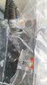 孔雀魚淡水胎生魚活體好養(yǎng)冷水金魚小型熱帶觀賞魚精品純種鳳尾魚 鴻運(yùn)當(dāng)頭孔雀魚（2公2母） 曬單實(shí)拍圖