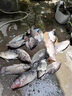 享麗萊彈弓魚(yú)鏢打魚(yú)金屬漁輪打漁捕魚(yú)彈弓射魚(yú)器釣魚(yú)輪獵魚(yú) 黑鯊至尊套裝 曬單實(shí)拍圖