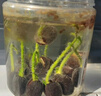 沭之美水培植物蓮花卉蓮花種子混色30粒已開口【不含盆】源頭直發(fā) 曬單實(shí)拍圖