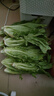 格沃斯云南農家自種甜脆油麥高原綠色蔬菜時(shí)令火鍋青菜當季生菜新鮮整箱 1斤（0.8-1.2斤）優(yōu)選裝超市專(zhuān)供 曬單實(shí)拍圖