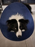 LISM伊麗莎白圈狗狗大型犬加深狗狗防舔防咬神器大號軟圈柔軟夏季脖套 XL-內圈可調節25-53cm 狗狗伊麗莎白圈（藍色） [自由調節，防舔舒適] 曬單實(shí)拍圖