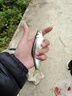 釣魚王溪流釣線組白條馬口石斑鳑鲏魚線七星漂魚鉤成品 2卷線組+5付鉤 曬單實(shí)拍圖
