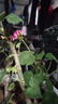蝶之藝天竺葵盆栽花苗大花四季開(kāi)花不斷洋繡球苗室內陽(yáng)臺庭院好養花卉 天竺葵粉色 原土發(fā)貨 曬單實(shí)拍圖