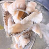 潮海堂脆肉羅非魚(yú)片900g（3袋)免漿鯛魚(yú)片生鮮食材魚(yú)類(lèi)火鍋聚餐煮不爛 脆肉羅非魚(yú)片1袋（300g/袋） 曬單實(shí)拍圖