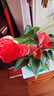 歐芽  盆栽帶花大葉大花鴻運(yùn)當(dāng)頭易活四季開(kāi)花卉綠植物室內(nèi)客廳 特級(jí)大盆紅掌5-8花(百福盆+托)+陶粒 曬單實(shí)拍圖