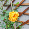 1.6米爬藤月季大苗蒂娜四季開花薔薇基地直發(fā)【買就送扦插小苗】 夏洛特夫人1.6米開花爆滿 送種植說明書 曬單實拍圖