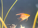 瘋狂水草神仙魚(yú)活體七彩燕魚(yú)熱帶觀(guān)賞魚(yú)淡水水族寵物熱帶耐活魚(yú)苗小型 精品神仙魚(yú)3cm12條 曬單實(shí)拍圖