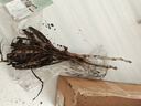 臨雅牡丹花苗正宗山東菏澤洛陽芍藥鮮花大苗室外盆栽重瓣觀賞樹苗花卉 牡丹藍田玉大苗 曬單實拍圖