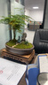 瀚林怡景（HANLINYIJING）文竹盆栽山水盆景植物室內(nèi)客廳桌面辦公室綠植花卉云竹四季常青 文竹-紫砂盆-觀音-木座 曬單實(shí)拍圖