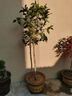 桂花樹(shù)苗桂花苗盆栽金桂四季桂室內外濃香型陽(yáng)臺花卉綠植庭院盆景植物 狀元紅【濃香型】 3年苗【當年開(kāi)花】 曬單實(shí)拍圖