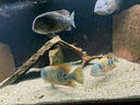 神陽神陽三湖慈鯛魚飼料觀賞魚魚食增色增艷下沉馬鯛坦鯛熱帶魚糧 艷紅慈鯛 1kg 小粒（袋裝） 曬單實拍圖