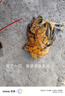 純種麻羽雞活苗高產(chǎn)綠殼蛋雞活苗產(chǎn)蛋王雞母雞草雞脫溫苗土雞活苗 正宗綠殼雙黃蛋麻羽雞 8兩-1斤6只（5母1公） 曬單實拍圖