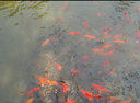 彩族（CAIZU）4K高清取代ccd學(xué)生數(shù)碼相機(jī)高像素可傳手機(jī)校園4800萬像素照相機(jī)前后雙攝美顏濾鏡七夕情人節(jié)禮物 【Z102S|皓月白】 64G內(nèi)存卡 曬單實(shí)拍圖