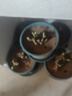 嫁接多色月季花苗卉老樁老根四季開花綠植玫瑰花苗室內(nèi)盆栽大花 月季花苗/顏色混搭隨機(jī) 5棵 曬單實(shí)拍圖