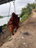 糜鴻 MIEHONE不銹鋼烤魚(yú)夾子商用加粗烤魚(yú)夾板工具大號燒烤夾 大號商用烤魚(yú)夾 曬單實(shí)拍圖