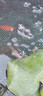 太陽(yáng)能增氧泵戶(hù)外養魚(yú)氧氣泵魚(yú)塘專(zhuān)用魚(yú)缸打氧機氣泵充氧泵加氧泵 10w支架板+加強4電2泵2氣餅靜音 曬單實(shí)拍圖