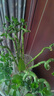 富貴竹水培植物盆栽綠植室內(nèi)花客廳水養(yǎng)轉(zhuǎn)運觀音竹一帆風(fēng)順節(jié)節(jié)高 50cm轉(zhuǎn)運竹彎竹10棵+5燈籠+營養(yǎng)液 曬單實拍圖