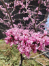 齊齊熊[學(xué)院風(fēng)]齊齊熊寶寶休閑褲春秋款男童褲子2025新款兒童長(cháng)褲春季女 曬單實(shí)拍圖