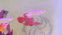 練手金龍魚(yú)活魚(yú)金頭過(guò)背紅龍銀龍古典藍(lán)底金龍高端熱帶觀賞魚(yú)魚(yú)苗 藍(lán)底過(guò)背金龍 16-18cm【發(fā)色包金】 曬單實(shí)拍圖
