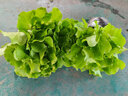 西芝圓葉紅莧菜苗四季蔬菜種苗大全高產(chǎn)綠莧菜種籽盆栽生菜青莧菜種子 生菜苗10棵 曬單實(shí)拍圖