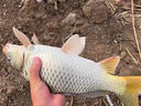 卓競大號有倒刺無倒刺新關(guān)東大碼魚鉤散裝錨鉤黑坑有刺日本進(jìn)口 進(jìn)口 新關(guān)東 無倒刺 【40枚】 0.1號 曬單實(shí)拍圖