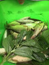 骉祥純正蝦粉釣魚(yú)南極磷蝦超濃腥餌料誘魚(yú)添加劑黑坑野釣鯽鯉魚(yú)餌e 蝦粉1瓶【500ml】 曬單實(shí)拍圖