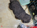 喜寶狗糧成犬幼犬通用型20斤裝大中小型泰迪金毛柯基柴犬邊牧阿拉斯加 雞肉+三文魚+雞肝/成幼通用20斤 全犬種 曬單實(shí)拍圖