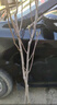 濱淇玉蘭花樹(shù)苗白黃廣玉蘭綠化苗 白玉蘭地徑2公分粗 1棵源頭直發(fā) 曬單實(shí)拍圖