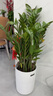 【金錢樹】盆栽客廳室內(nèi)植物錢串子大型發(fā)財綠植喬遷開業(yè)送盆花卉 20-25株金錢樹0.9-1.1米羅馬柱盆 送肥料 曬單實拍圖