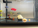 樂迪魚缸燈全光譜海水缸照明燈小型迷你射燈 12W 南美缸【雙色切換 玻璃夾】 曬單實拍圖