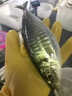 福建東山養(yǎng)殖巴浪魚新鮮活凍特產(chǎn)竹莢魚藍圓鲹巴浪魚肉嫩海鮮水產(chǎn) 3斤（3-4條/斤） 曬單實拍圖
