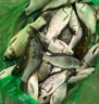 卓競(jìng)?cè)毡具M(jìn)口釣魚(yú)線主線強(qiáng)拉力巖太郎50米超柔軟子線臺(tái)釣競(jìng)技魚(yú)線 50米綠色主線（2卷）型號(hào)可混搭 2 曬單實(shí)拍圖