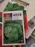 結(jié)球生菜種子包心生菜種籽陽臺盆栽四季易種蔬菜種子大全 結(jié)球生菜種子【1包 約300?！?曬單實拍圖