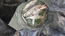 EWE美夏25款銀刀飛過頭二代超遠投沉水米諾路亞假餌翹嘴鱸魚餌路亞餌 11g 1#白條 兩條裝 曬單實拍圖
