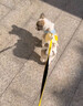 馭瑛狗狗衣服牽引繩小型犬寵物胸背帶馬爾濟(jì)斯比熊約克夏遛狗繩子春秋 小黃鴨三件套S(3-5斤) 曬單實(shí)拍圖