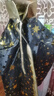 乖奇奇萬(wàn)圣節(jié)兒童服裝女童cosplay吸血鬼化妝舞會(huì)女巫演出服公主裙女孩 WS女王款 130 曬單實(shí)拍圖