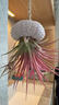 語(yǔ)森憶空氣鳳梨魯布拉無(wú)土植物吊掛室內花卉海膽懸掛水母空鳳 吸甲醛 客 紅精靈7-10cm(發(fā)色隨季節)+海膽 裸根不帶土 曬單實(shí)拍圖