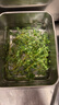 綠食者 新鮮百里香100g 麝香草山胡椒 西餐燒烤調料牛排香料 100g 曬單實拍圖