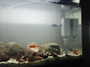 JCZS德國(guó)魚馬桶魚缸糞便分離器過(guò)濾器凈水循環(huán)三合一氧氣泵制氧一體機(jī) 28W【強(qiáng)勁吸糞/魚便分離】AQ-2000F 曬單實(shí)拍圖