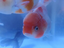 淡水冷水精品好看觀賞魚金魚活魚招財好養(yǎng)元寶獅觀賞魚苗魚場直銷 12—14cm 7 條隨機(jī)發(fā)貨 曬單實拍圖