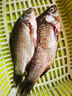 云映漁舟 微山湖生態(tài)大鯽魚(凈膛) 生態(tài)活魚現(xiàn)殺淡水魚生鮮孕產(chǎn)婦下奶燉湯 大號鯽魚（每斤2-3條） 5斤（殺好損耗15％） 曬單實拍圖
