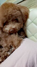嬉皮狗（hipidog）狗狗雨衣衣服寵物夏季小狗泰迪比熊小型犬立體背包可牽引連腳雨衣 邦迪藍(lán) XL （建議體重11-15斤） 曬單實(shí)拍圖