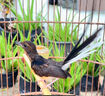 四喜鳥飼料八哥營養(yǎng)鳥食亮羽壯膘提性促鳴叫畫眉繡眼玉鳥混合鳥糧 500g 1袋 【提性壯膘】 曬單實拍圖