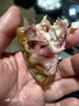 金沙灘清真五香醬羊頭肉醬鹵羊臉即開(kāi)即食傳統手法下酒菜 羊臉【250g*1袋】 曬單實(shí)拍圖
