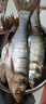 佳釣尼霸道大物納米浮漂日夜兩用夜光漂鰱鳙鯽魚(yú)漂高靈敏醒目 曬單實(shí)拍圖