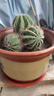種花迷群生多頭仙人球盆栽室內多肉植物大顆面耐旱現代風(fēng)綠植好養新家 多頭銀冠【原盆*2】 含盆 曬單實(shí)拍圖