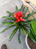 天麥勛鴻運當頭盆栽帶花小紅星辦公室開(kāi)紅花好養花卉紅掌鳳梨吸甲醛綠植 曬單實(shí)拍圖