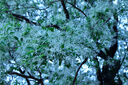佳能（Canon）r100 迷你微單 入門(mén)級(jí) 旅行家用學(xué)生vlog視頻 4k小巧便攜半畫(huà)幅微單相機(jī) 佳能r100 佳能相機(jī)r100 R100套機(jī)+轉(zhuǎn)接環(huán)+永諾50F1.8 II 套餐二（1年意外險(xiǎn)）【 曬單實(shí)拍圖
